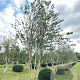 Betula nigra 500-600 cm draadkluit meerstammig