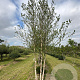 Betula nigra 500-600 cm draadkluit meerstammig