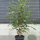 Betula utilis 'Doorenbos' 200-250 cm 45L meerstammig
