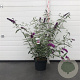 Buddleja d. 'Royal Red' 80-100 cm 10L