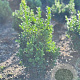 Buxus sempervirens 50-60 cm met kluit