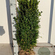 Buxus sempervirens 50-60 cm met kluit
