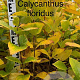 Calycanthus floridus 100-125 cm met kluit