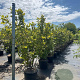 Calycanthus floridus 125-150 cm 20L