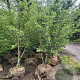 Carpinus betulus 350-400 cm draadkluit meerstammig