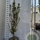 Carpinus bet. 'Fastigiata' 175-200 cm met kluit