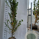 Carpinus bet. 'Frans Fontaine' 175-200 cm met kluit