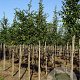 Carpinus bet. 'Frans Fontaine' 12-14 HO draadkluit