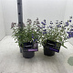 Caryopteris cland. 'Heavenly Blue' 30-40 cm 3,0L