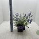 Caryopteris cland. 'Heavenly Blue' 30-40 cm 3,0L