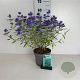 Caryopteris cland. 'Heavenly Blue' 30-40 cm 3,5L