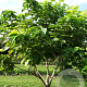 Catalpa bignonioides 'Aurea' 300-350 cm draadkluit meerstammig