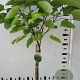 Catalpa bignonioides 'Nana' 120 cm stam 7,5L
