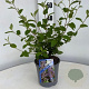 Ceanothus del. 'Gloire de Versaille 30-40 cm 2,5L