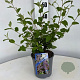 Ceanothus del. 'Gloire de Versaille 30-40 cm 2,5L