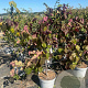 Cercis can. 'Forest Pansy' 80-100 cm 15L