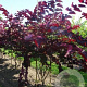 Cercis can. 'Forest Pansy' 10-12 HO container