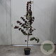 Cercis can. 'Merlot' 175-200 cm 10L geveerd