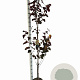 Cercis can. 'Merlot' 175-200 cm 10L geveerd