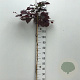 Cercis can. 'Ruby Falls' 120 cm stam 10L