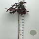 Cercis can. 'Ruby Falls' 120 cm stam 10L