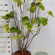 Cercis chinensis 'Avondale' 100-125 cm 20L