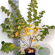 Cercis chinensis 'Shirobana' 100-125 cm 10L