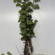 Cercis siliquastrum 80-100 cm met kluit
