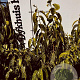 Chimonanthus praecox 80-100 cm met kluit