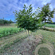 Cladrastis kentukea 200-250 cm draadkluit meerstammig