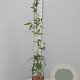 Clematis armandii 175-200 cm 7,5L