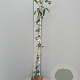 Clematis arm. 'Apple Blossom' 175-200 cm 7,5L