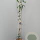 Clematis arm. 'Apple Blossom' 175-200 cm 7,5L
