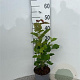 Corylus avellana 60-80 cm 2,0L
