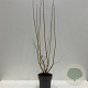 Corylus avellana 125-150 cm 12L