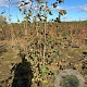 Corylus avellana 175-200 cm met kluit