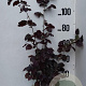 Corylus m. 'Purpurea' 80-100 cm 10L