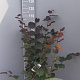 Corylus m. 'Purpurea' 100-125 cm 10L