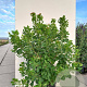 Cotinus coggygria 80-100 cm met kluit