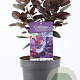Cotinus cog. 'Royal Purple' 30-40 cm 3,0L