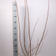 Cotinus cog. 'Royal Purple' 80-100 cm met kluit
