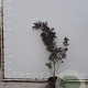 Cotinus cog. 'Royal Purple' 150-175 cm met kluit