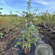 Crataegus monogyna 80-100 cm 7,5L