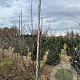 Davidia involucrata 250-300 cm draadkluit meerstammig
