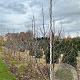 Davidia involucrata 250-300 cm draadkluit meerstammig