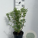 Deutzia gracilis 40-50 cm 3,0L