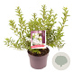 Deutzia gracilis 40-50 cm 3,0L