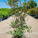 Enkianthus campanulatus 80-100 cm 10L