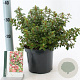 Escallonia 'Red Dream' 30-40 cm 3,0L