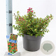 Escallonia 'Red Dream' 30-40 cm 3,0L